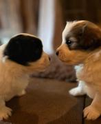 Boomer pups  x mini Sheltie  ( nog 1 teefje beschikbaar), Dieren en Toebehoren, Rabiës (hondsdolheid), Overige rassen, 8 tot 15 weken