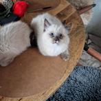 Ragdoll X Maine coon, Dieren en Toebehoren, Meerdere dieren, Ontwormd
