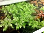 Aquariumplanten - Myriophyllum Mattogrossense Green, Ophalen of Verzenden, Nieuw, Plant(en), Steen of Hout