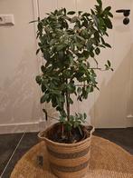 Plant met mand, Ophalen of Verzenden, Halfschaduw, Minder dan 100 cm