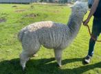 Alpaca merrie 1,5 jaar oud, Dieren en Toebehoren, Overige Dieren, Vrouwelijk, Voor 1 juli 2024