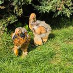Brahma kuikens., Dieren en Toebehoren, Pluimvee, Geslacht onbekend, Kip