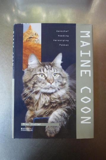 Maine Coon - Minmy Sluiter beschikbaar voor biedingen