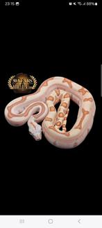 Gezocht Boa constrictor man max 1 jaar, Dieren en Toebehoren, Reptielen en Amfibieën, Slang, Tam, 0 tot 2 jaar