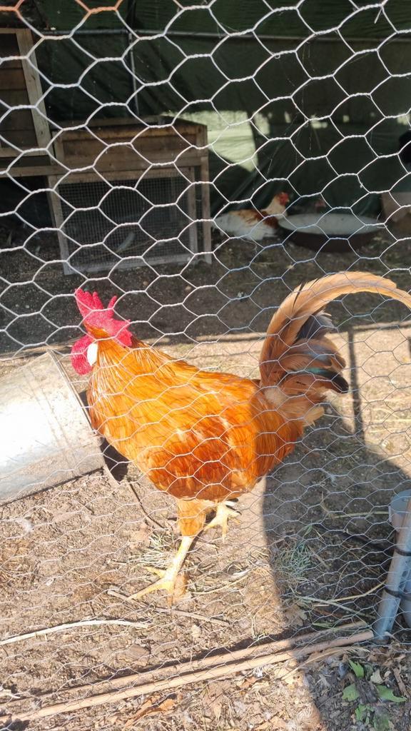 Haan en een loopeend woerd, Dieren en Toebehoren, Pluimvee, Eend, Mannelijk