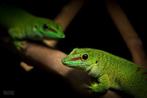 Gezocht Phelsuma Madagaskar Daggekko, Dieren en Toebehoren, Reptielen en Amfibieën