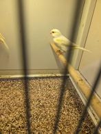 Geel mozaiek pop, Dieren en Toebehoren, Vogels | Kanaries, Vrouwelijk, Kleurkanarie