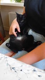Lieve spinnende binnen-kittens, Dieren en Toebehoren, Katten en Kittens | Overige Katten, Meerdere dieren, Kortharig, 0 tot 2 jaar