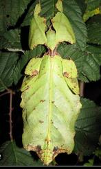 Eitjes wandelend blad de PSG 72 (Phyllium giganteum)