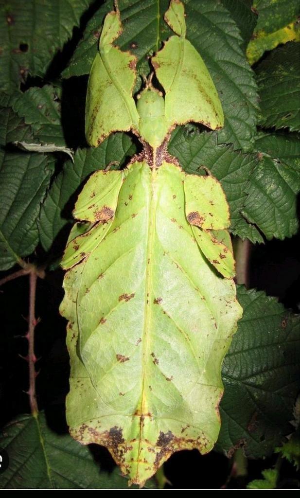 Eitjes wandelend blad de PSG 72 (Phyllium giganteum), Dieren en Toebehoren, Insecten en Spinnen