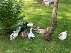 Jonge loopeenden, Dieren en Toebehoren, Pluimvee, Meerdere dieren, Eend