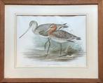 Grutto, Limosa, John Gould, vogel, antiek, ltho, ets, kleur, Antiek en Kunst, Ophalen