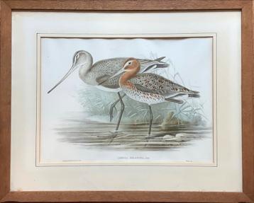 Grutto, Limosa, John Gould, vogel, antiek, ltho, ets, kleur beschikbaar voor biedingen