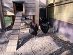 Mooie Australorp hennen zwart en Wit 1 jaar oud, Dieren en Toebehoren, Pluimvee, Vrouwelijk, Kip