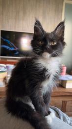 Maine coon kitten kater, Meerdere dieren, 0 tot 2 jaar