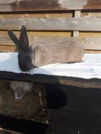 Goed huisje gezocht voor voedster reus 1 jaar oud, Vrouwelijk, Groot