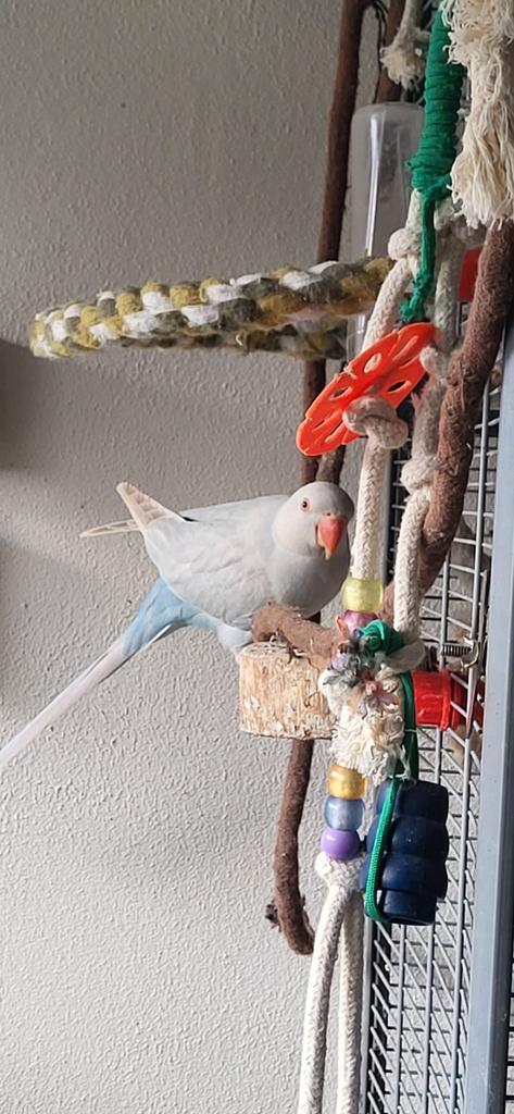 Halsbandparkiet pop, Dieren en Toebehoren, Vogels | Parkieten en Papegaaien, Parkiet, Vrouwelijk, Geringd
