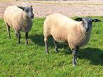 Te koop Blue de Maine lammeren, Dieren en Toebehoren, Schapen, Geiten en Varkens, Meerdere dieren, Schaap, 0 tot 2 jaar