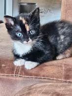 Kittens nu 5 weken., Dieren en Toebehoren, Katten en Kittens | Overige Katten, Poes