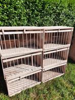 Duiven / vogel broedhokken, Dieren en Toebehoren, Vogels | Duiven, Meerdere dieren