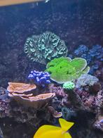 Leegverkoop zee-aquarium wegens beëindigen hobby, Vis