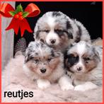 Prachtige Australian Shepherd x Golden Retriever pups, Overige rassen, CDV (hondenziekte), 8 tot 15 weken, Meerdere