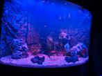 Prachtig Juwel  190, Dieren en Toebehoren, Vissen | Aquariumvissen, Vis