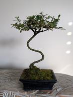 Zelkova Bonsai, Tuin en Terras, Planten | Bomen, Ophalen of Verzenden