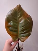 Philodendron black cardinal variegata #3, Ophalen of Verzenden, Halfschaduw, Minder dan 100 cm
