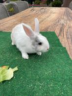 Konijntjes 2 mannetjes €5,-, Dieren en Toebehoren, Konijnen, Mannelijk, Middelgroot, 0 tot 2 jaar