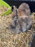 Dwergkonijntjes - 8 weken oud, Dieren en Toebehoren, Konijnen, Meerdere dieren, Dwerg, 0 tot 2 jaar