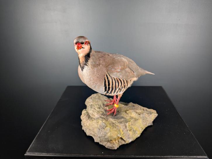 opgezette chukar patrijs, Verzamelen, Dierenverzamelingen, Nieuw, Opgezet dier, Vogel, Ophalen