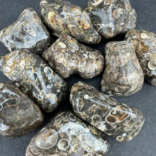 Turritella Agaat trommelsteen uit Zuid-Afrika, Verzamelen, Mineralen en Fossielen, Mineraal, Ophalen of Verzenden
