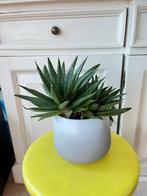 aloe aristata, Ophalen, Vetplant, Halfschaduw, In pot