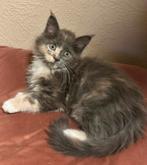 Maine Coon kittens, Dieren en Toebehoren, Meerdere dieren, Ontwormd, 0 tot 2 jaar