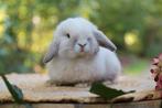 Prachtig minilop konijntjes te koop, Meerdere dieren, Dwerg, Hangoor, 0 tot 2 jaar
