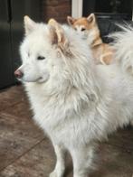 Samojeed pup  1 reutje, Dieren en Toebehoren, Reu, 8 tot 15 weken, Poolhond, Eén hond
