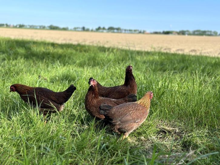 Jonge tamme Welsumer kriel kippen gesekst en ingeënt, Dieren en Toebehoren, Pluimvee, Kip, Vrouwelijk