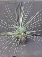 Yucca linearifolia ssp. Galeana 84, 65 cm, diameter 75 cm, Overige soorten, Volle zon, Vaste plant, Ophalen of Verzenden