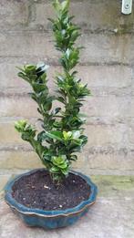 Bonsai Euonymus Japonicus, Tuin en Terras, Bloeit niet, Halfschaduw, Overige soorten, Minder dan 100 cm