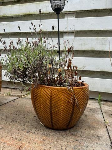 Mooi honingkleur, keramische bloempot voor buiten met plant  beschikbaar voor biedingen
