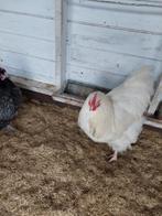 Orpington haan groot, Dieren en Toebehoren, Pluimvee, Mannelijk, Kip