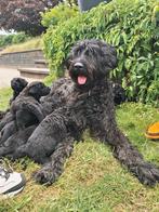 Bouvier pups, Bouvier, CDV (hondenziekte), 8 tot 15 weken, Meerdere