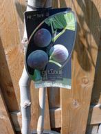 Vijgenboom ., Tuin en Terras, Planten | Fruitbomen, Ophalen, 100 tot 250 cm, Vijgenboom