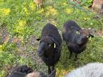 2 ouessant ooitjes, Dieren en Toebehoren, Vrouwelijk, Schaap