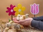 Cochin kriel kuikens hennetjes gesekst, ingeënt, veel kleur, Dieren en Toebehoren, Pluimvee, Vrouwelijk, Kip