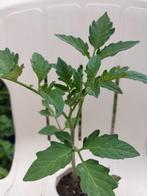 Bio moestuinplantjes €1,50: tomaat, paprika, aubergine, Ophalen, Volle zon, Groenteplanten, Eenjarig