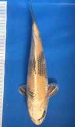 Diverse Koi hoge en normale kwaliteit voor iedereen wat!, Dieren en Toebehoren, Vissen | Vijvervissen, Karper of Koi