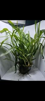 Microsorum "small leaf", Ophalen of Verzenden, Zo goed als nieuw, Plant(en), Steen of Hout