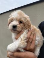 2 schattige maltipoo pups, Rabiës (hondsdolheid), Overige rassen, 8 tot 15 weken, Meerdere